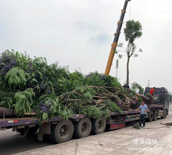 藍花楹圖片