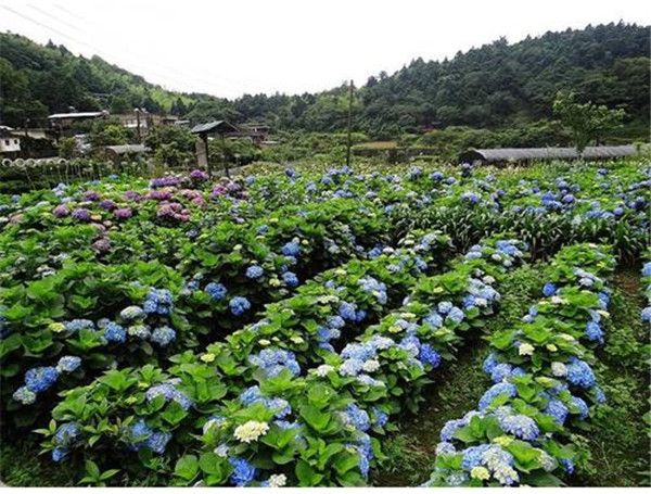 八仙花圖片