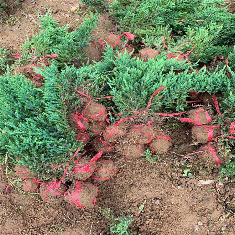 12月份能栽植鋪地柏嗎？