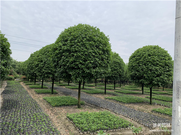 成都桂花樹基地實拍