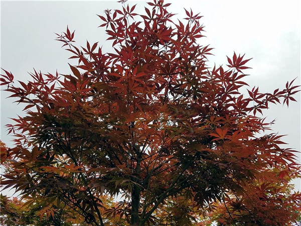 日本紅楓圖片