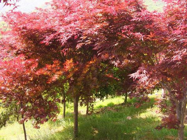 日本紅楓圖片